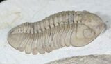 Beautiful Lochovella (Reedops) Trilobite - Oklahoma #23858-1